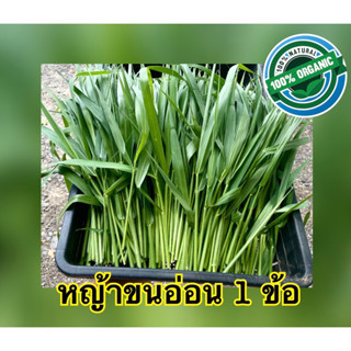 หญ้าขนสดพรีเมียมใบสั้น+ยอด