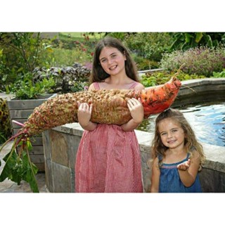 เมล็ดพันธุ์บีทรูทแดงยักษ์ แมมมอธ เรด แมนเจล(Mammoth Red Mangel Giant Beetroot)บรรจุ 20 เมล็ด ของแท้ คุณภาพดี นำเข้าจาก