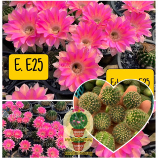 หน่อเด็ดสด 6 หน่อ 20 บาท  แคคตัส/กระบองเพชร Cactus อิชอนอป E25