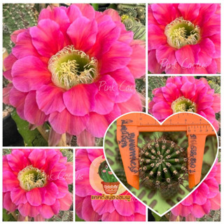 หน่อเด็ดสด หน่อละ 20 บาท  แคคตัส/กระบองเพชร Cactus อิชอนอป Echinopsis ES36