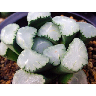 Haworthia Maughanii Amaterasu