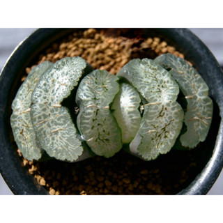 Haworthia truncata KURO BUTAI