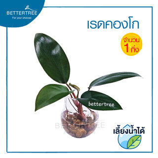 เรดคองโก (จำนวน 1 กิ่ง) ฟิโลเดนดรอนคองโกเรด  ไม้ฟอกอากาศ ไม้มงคล ⁣ philodendron