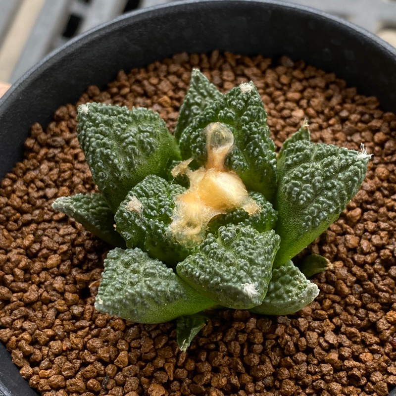 ariocarpus fissuratus x godzilla