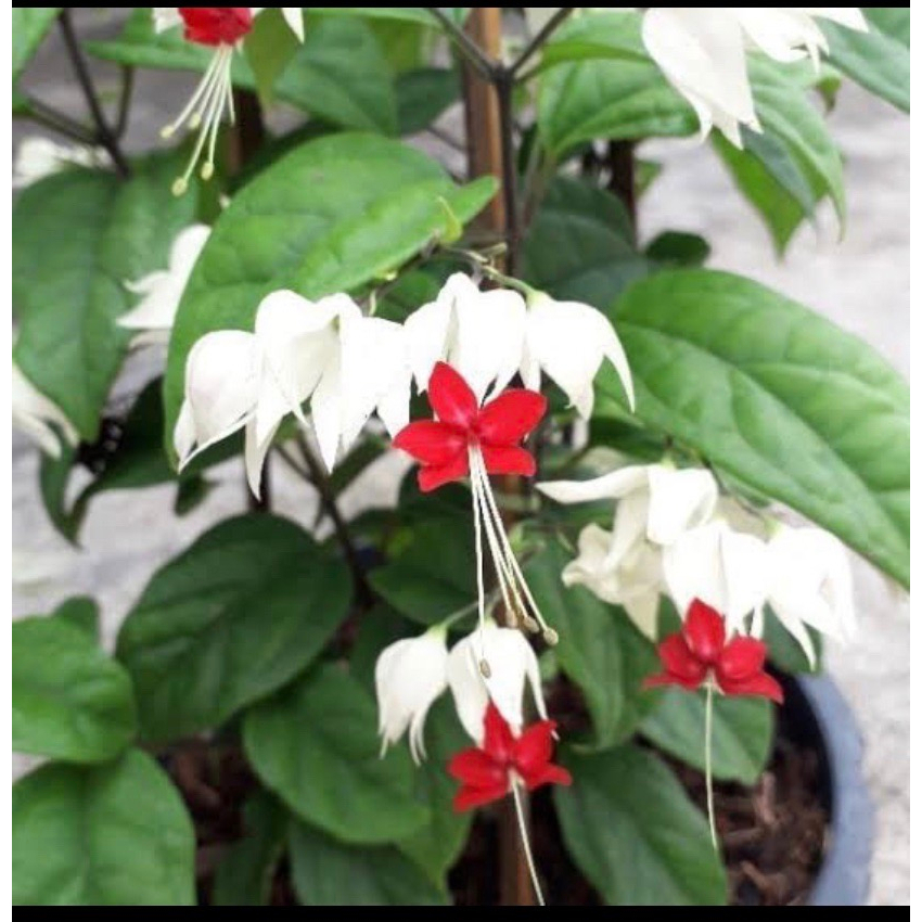 ต้นมังกรคาบแก้ว  (มีสีขาวและสีแดง/ใบด่าง) ร้านต้นไม้บ้านเพื่อน