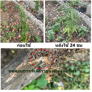 หัวเชื้อ เชื้อไตรโคเดอร์ม่า (Trichoderma ) ชนิดน้ำกำจัดโรครากเน่า โคนเน่า แคงเกอร์ ใบจุด ราสนิม