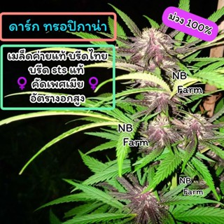 เมล็ดค่ายแท้บรีดไทย Purple Dark ทรอปิกาน่า โฟโต้ ม่วง100% ♀️คัดเพศเมีย♀️