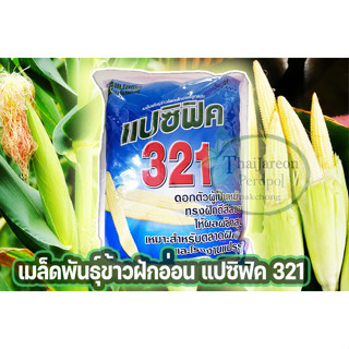 เมล็ดพันธุ์ข้าวฝักอ่อน ข้าวโพดแอ้ แปซิฟิค 321 ถุง 5 กก