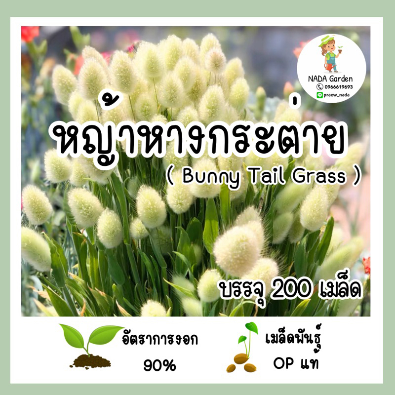 🌱เมล็ดพันธุ์ หญ้าหางกระต่าย (Bunny Tail Grass) บรรจุ 200 เมล็ด อัตราการงอกสูง