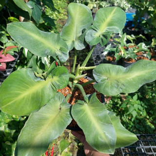 Philodendron Rugosum ฟิโลหนังหมู ฟิโลเดนดรอน