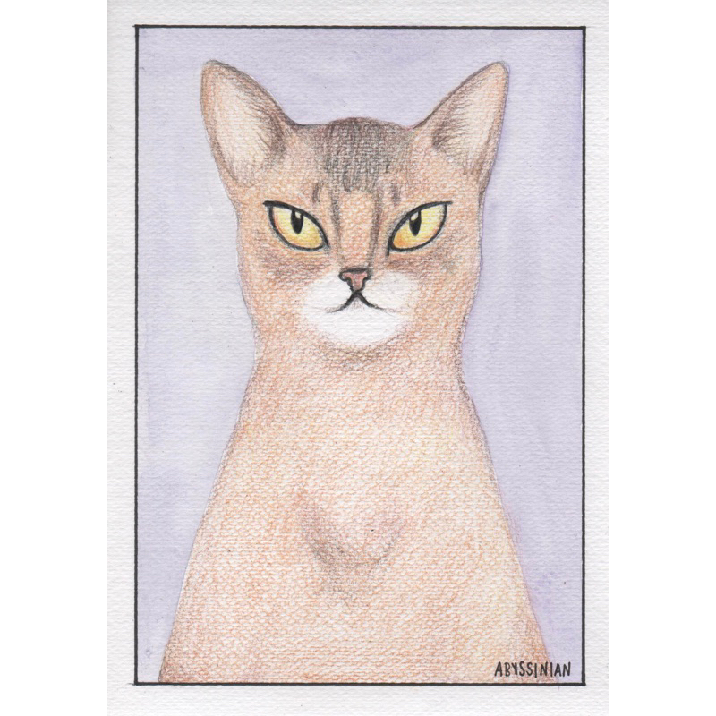 โปสการ์ดแมว พันธุ์ Abyssinian