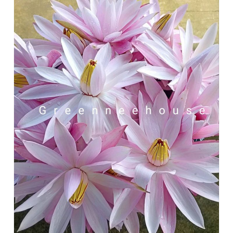 บัวกินสายหรือบัวกลางคืน มีสีชมพูอ่อนซีลอน, สีชมพูเข้มปิยะธดา, สีขาวเศวตอุบล  เลือกสีได้เลยมาแล้วจ้า