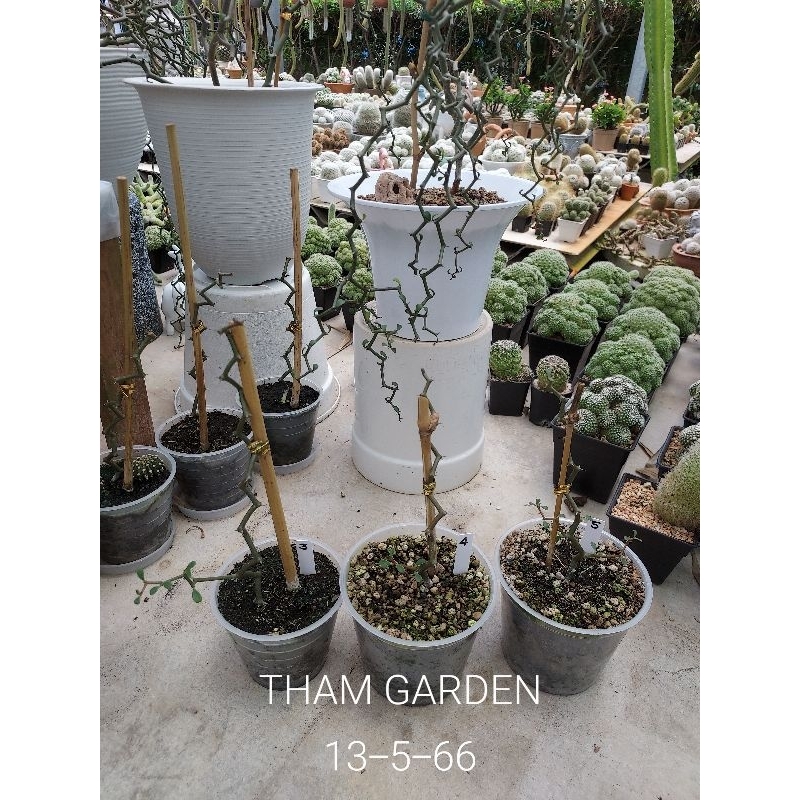 Decarya madagascariensis ต้นซิกแซก