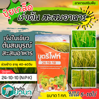 🌾 นูตริไฟท์ (24-10-10) ขนาด 1กิโลกรัม เร่งโต เร่งใบ เร่งต้น