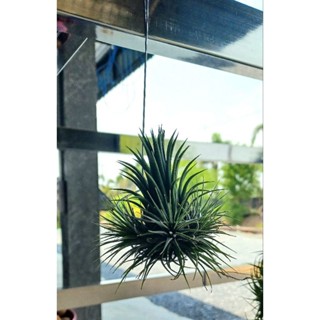 Tillandsia ionantha var stricta hanging