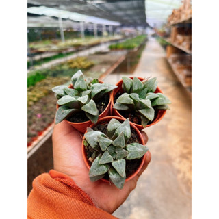 Haworthia Ice Face ..