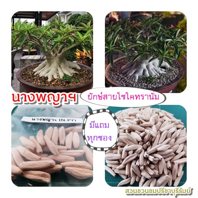 เมล็ดชวนชมยักษ์นางพญาฯ(N-PY)โซโคทรานั่ม ขาย 1 ชุด จำนวน 35 เมล็ด(สินค้าลงใหม่)