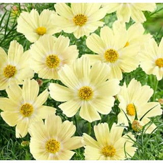 เมล็ดพันธุ์ดอกดาวกระจาย ซานโตส(Xanthos Cosmos Seed)บรรจุ 30 เมล็ด ของแท้ คุณภาพดี ราคาถูก นำเข้าจากต่างประเทศ