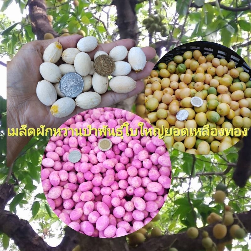 เมล็ดพันธุ์ผักหวานป่าธรรมชาติ 250เม็ด พันธุ์ยอดเหลืองใบใหญ่ คลุกกันเชื้อรา พร้อมปลูก ฟรีคู่มือ