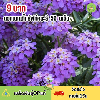 พิเศษ 9 บาท ‼️ เมล็ดพันธุ์ ดอกแคนดี้ทรัฟท์บรรจุ 50 เมล็ด