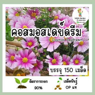 เมล็ดพันธุ์ คอสมอสเดย์ดรีม  (Cosmos Daydream )บรรจุ 150 เมล็ด เมล็ดพันธุ์แท้นำเข้าจากต่างประเทศ