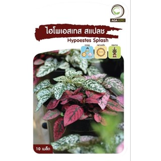 เมล็ดพันธุ์ ไฮโพเอสเทส สแปลช ละอองดาว พันธุ์เตี้ย (Hypoestes Splash)