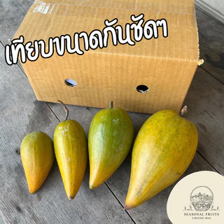 เซียนท้อ หรือม่อนไข่ ไซส์ใหญ่ 2-4 ลูกต่อโล