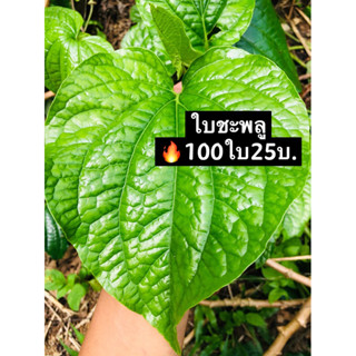 ใบชะพลูเก็บสด🔥100ใบราคา25บาท จากธรรมชาติ พร้อมส่งจ้าา