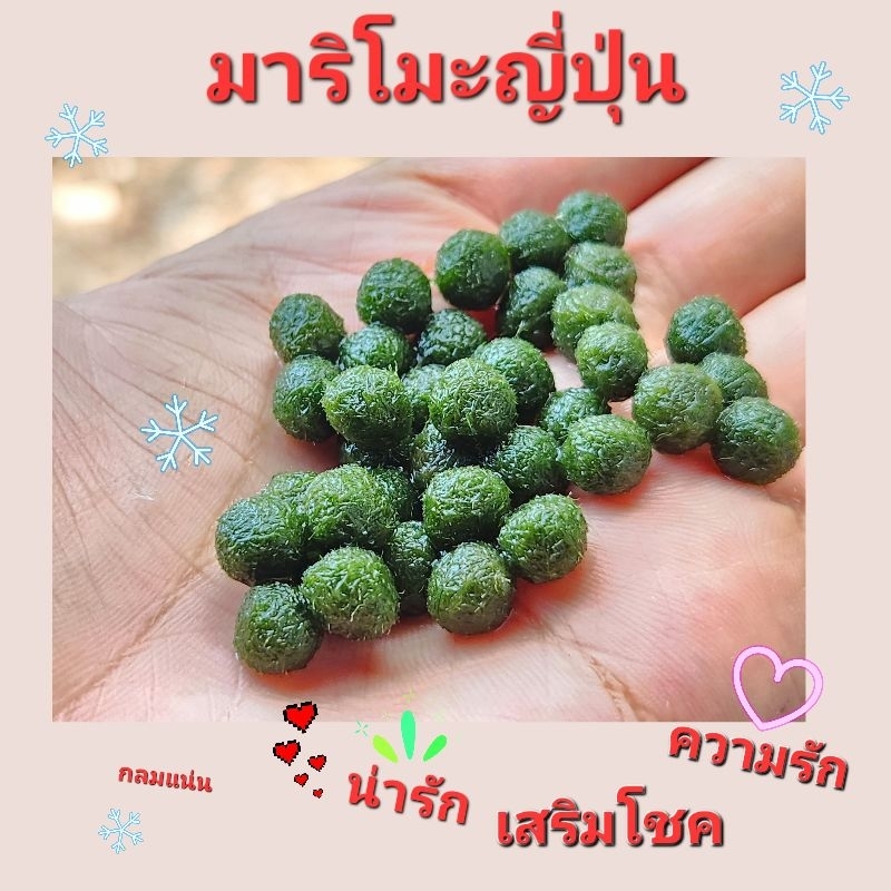 มาริโมะญี่ปุ่น ขนาด 1.2 cm. มาริโมะตู้ไม้น้ำ