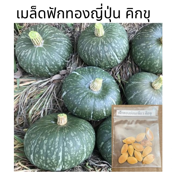 เมล็ดฟักทองอ่อนเขียว คิกขุ (แบ่งขาย) 12 เมล็ด 10 แถม 1 ฟักทองอ่อน ฟักทอง green japanese pumpkin เมล็