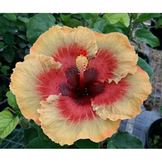 เมล็ดพันธุ์ชบาแคริบเบี้ยน อิเล็คทริค พิซซ่า(Electric Pizzazz Caribbean Hibiscus Seed)บรรจุ 10 เมล็ด ของแท้ นำเข้าจาก