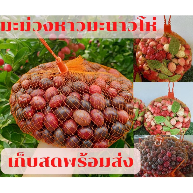 มะม่วงหาวมะนาวโห่ปลอดสารพิษจากสวนสุกดำ
