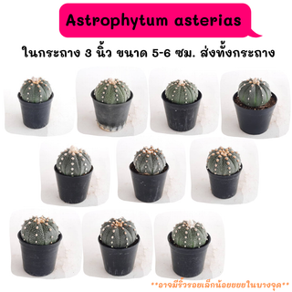 AT014 Astrophytum asterias ไม้เมล็ด