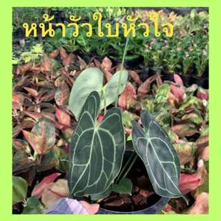 ต้นหน้าวัวใบหัวใจกำมะหยี่ ไม้สะสมไม้หายาก ส่งพร้อมกระถาง 8นิ้ว แสงรำไร 1-2 วันรดน้ำครั้ง