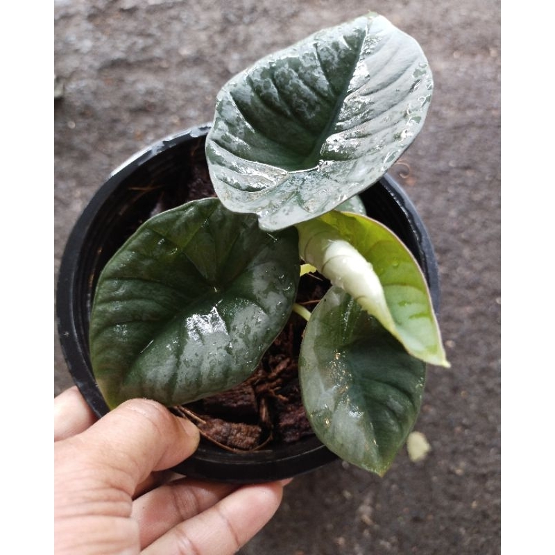 Alocasia nebula อโลคาเซีย นีบูลา