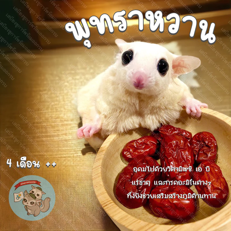 ( พุทรา ) Jujube fruits พุทราหวาน ผลไม้ ผลไม้อบแห้ง สัตว์เล็ก อาหาร ขนม ชูการ์ ชูก้า กระรอก แฮมสเตอร์ ดอร์เมาส์