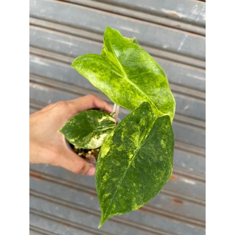 Alocasia Pink Dragon Variegated (Yellow)