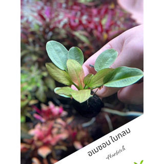 วาบิอะเมซอนใบกลม(Habitch)พร้อมวางปลูก รากแน่น