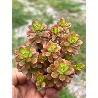 Sedum cepaea L. ไม้อวบนำ้ น่ารักๆ กระถาง 2 นิ้ว