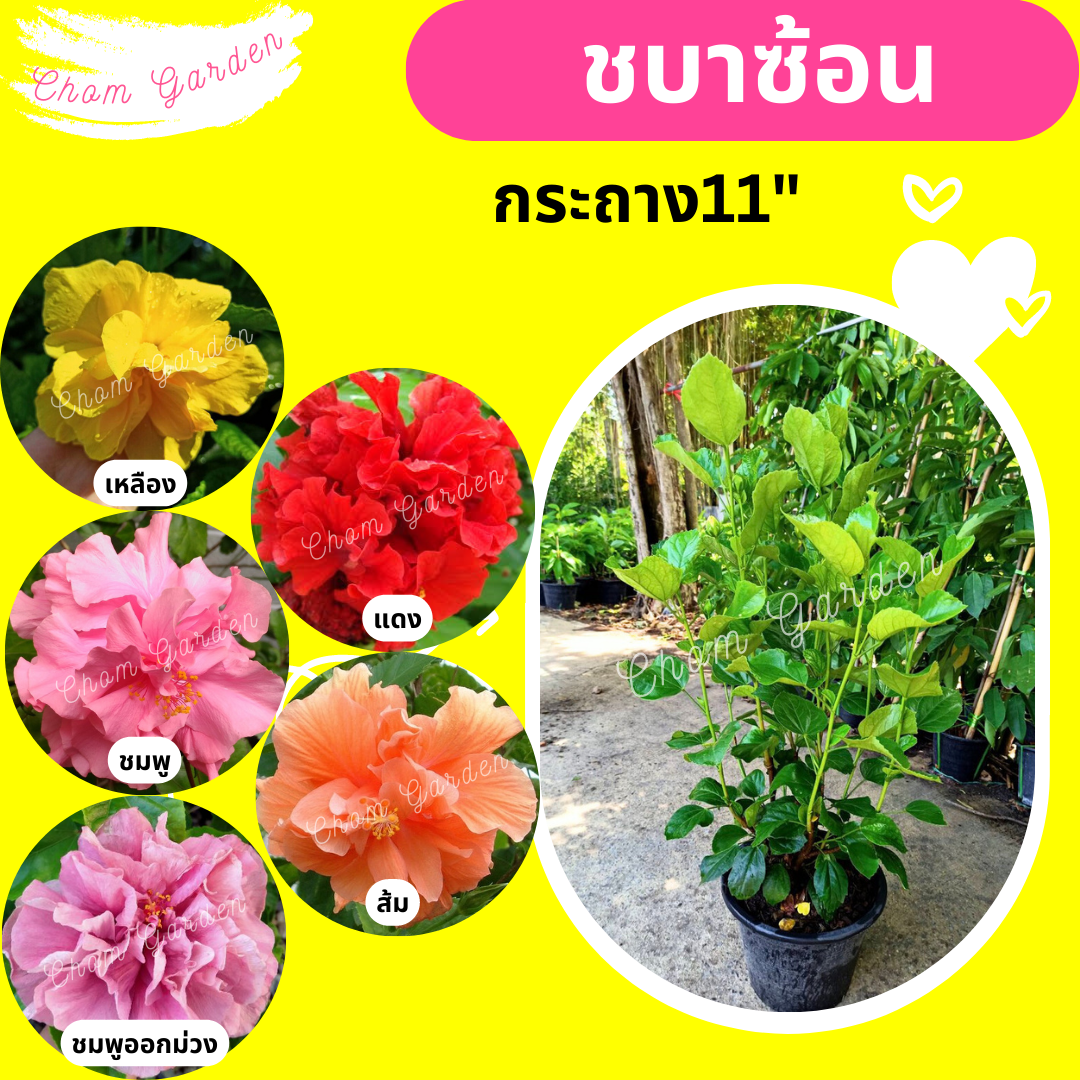 ต้นชบา ดอกสีขาวไส้แดง กระถาง 11 นิ้ว