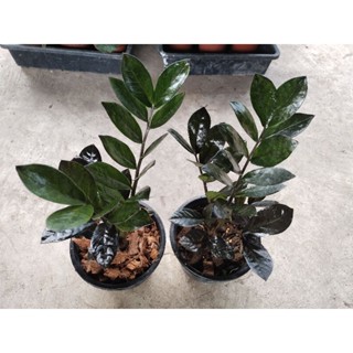 กวักมรกตดำ ไม้มงคลแห่งโชคลาภ Zamioculcas zamifolia black ฟอร์มกอ