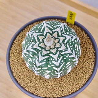 Astrophytum Asterias “V” Type - แอสโตรไฟตัม แอสทีเรียส วี ไทป์