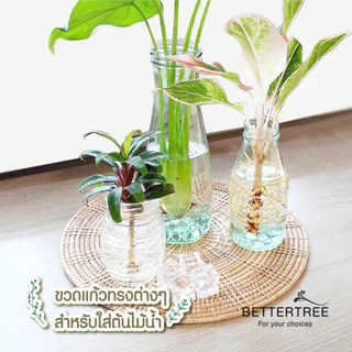 ขวดแก้ว ใส่ต้นไม้เลี้ยงน้ำ แจกันมินอมอล แจกันแก้ว vase