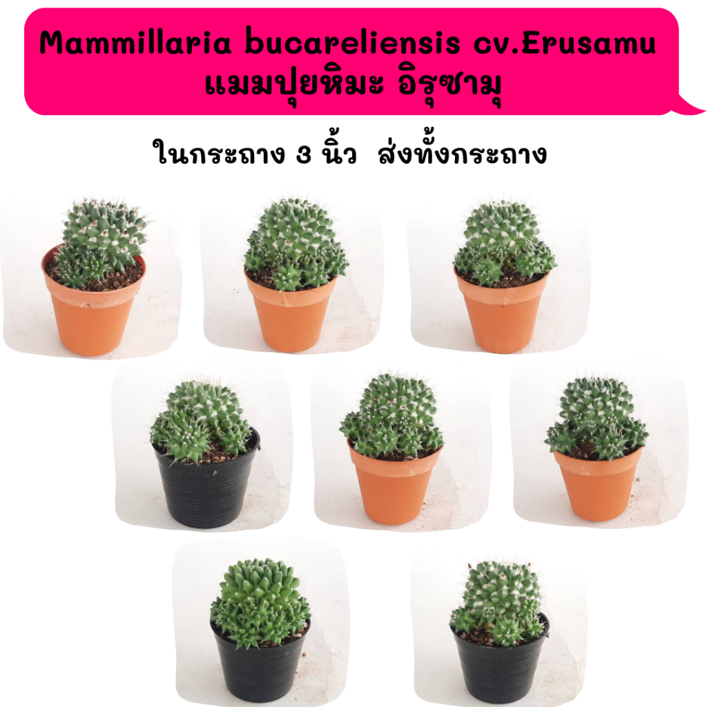 MT045 Mammillaria bucareliensis cv.Erusamu  แมมปุยหิมะ อิรุซามุ ไม้เมล็ด Cactus กระบองเพชร พืชอวบน้ำ พืชทะเลทราย ตะบองเพ