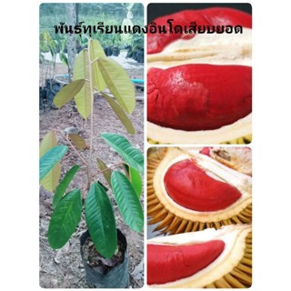 พันธุ์ทุเรียนแดงอินโด