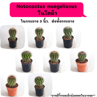 NT014 Notocactus muegelianus  โนโตมิว ไม้เมล็ด cactus กระบองเพชร แคคตัส กุหลาบหิน พืชอวบน้ำ