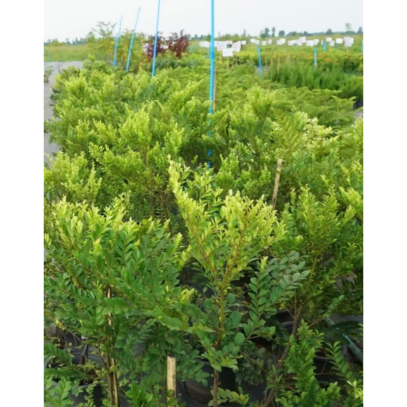 ไม้มงคลให้ร่มเงา ต้นล่ำซำ ไม้มงคลฟอร์มสวยๆ ต้นสวยสูง 90-1เมตร+💥 เสริมความเจริญรุ่งเรือง สวยเหมือนไม้ขุดล้อม ราคาถูกสุดๆ