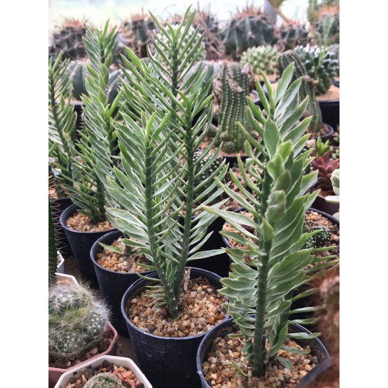 บันไดเศรษฐีด่าง บันไดสวรรค์ด่าง Euphorbia Tithymaloides