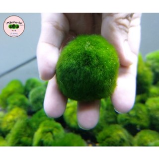 Marimo มาริโมะสายพันธุ์ยุโรป ขนาด 3.5 - 4 ซม. อายุ 4 ปี (พร้อมส่ง)