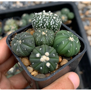 🎉โปร🎉 ขายโล๊ะๆ แอสโตรไฟตัม Astrophytum แอสทีเรียส กระบองเพชร cactus แคสตัส แคตตัส แคทตัส